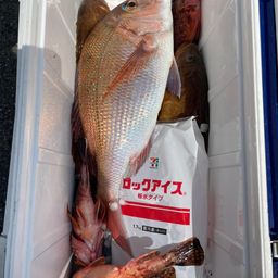 マダイ
