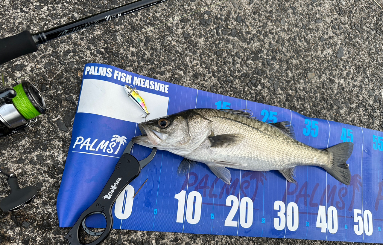 DAIWA 24セルテート LT4000-Cの最安値・インプレ・釣果 | 本音の
