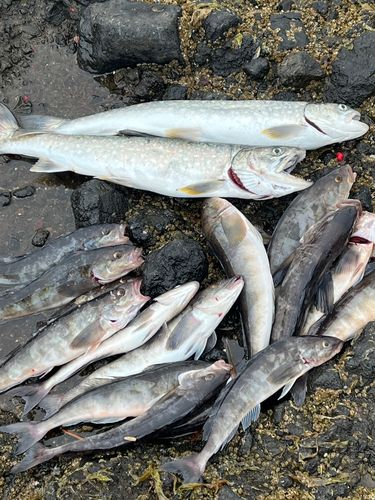 ホッケの釣果