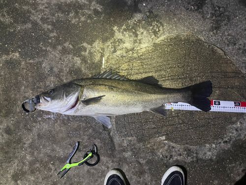 セイゴ（マルスズキ）の釣果
