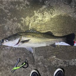 セイゴ（マルスズキ）