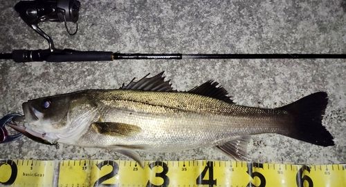 シーバスの釣果