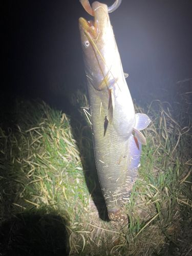 マナマズの釣果