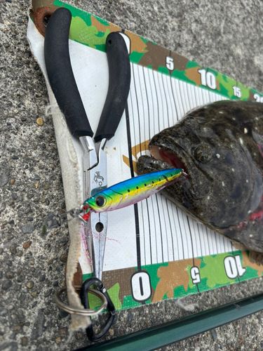 ヒラメの釣果
