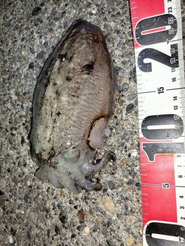 コウイカの釣果