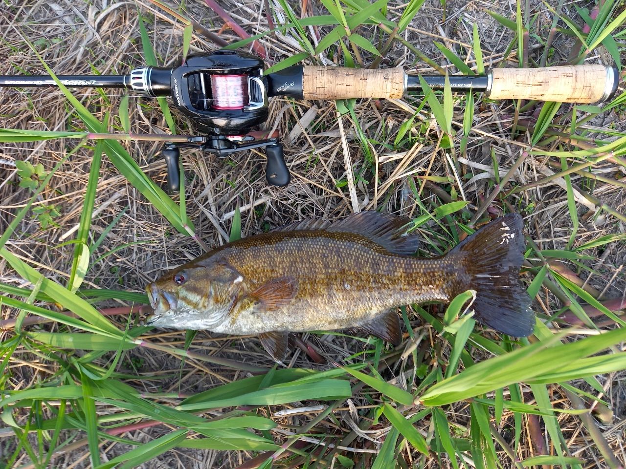 スモールマウスバス