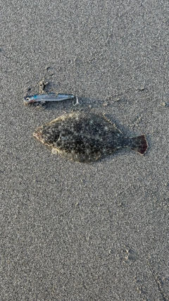 ソゲの釣果