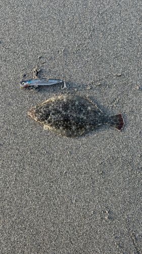 ソゲの釣果