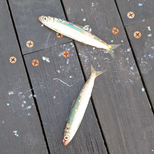 ウルメイワシの釣果