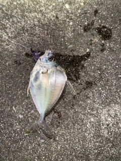 セイタカヒイラギの釣果