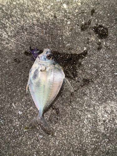 セイタカヒイラギの釣果