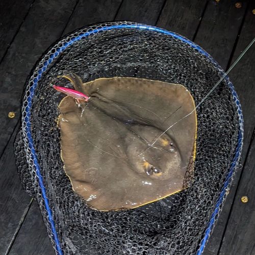 アカエイの釣果