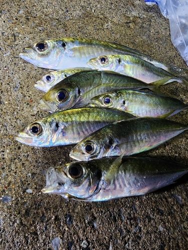 アジの釣果
