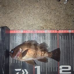 メバル