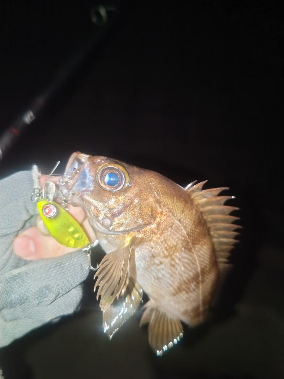 メバル