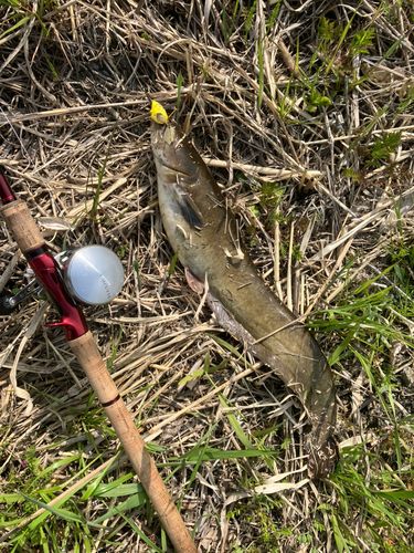 ナマズの釣果
