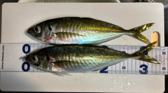 マアジの釣果