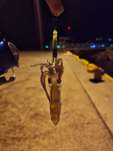 イカの釣果