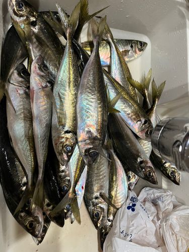 アジの釣果