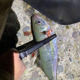 アジ