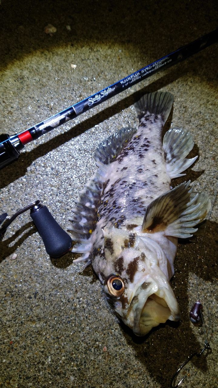 オウゴンムラソイ