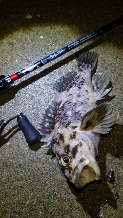 オウゴンムラソイの釣果