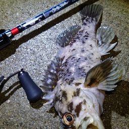 オウゴンムラソイ