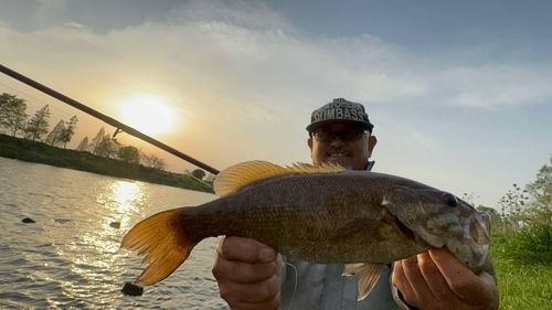 スモールマウスバスの釣果