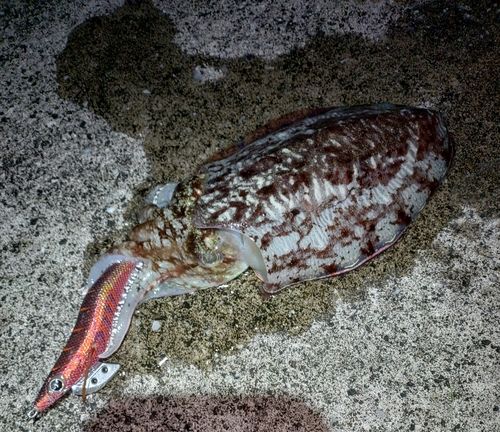 コウイカの釣果
