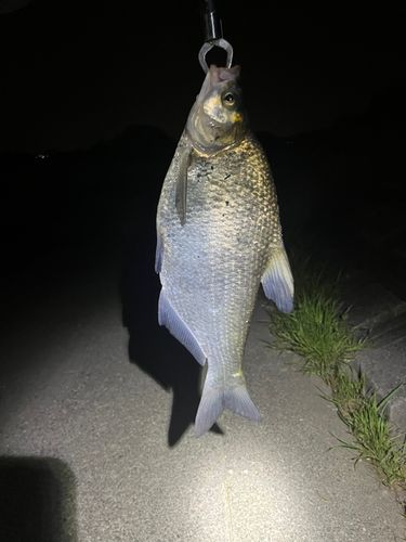 ダントウボウの釣果