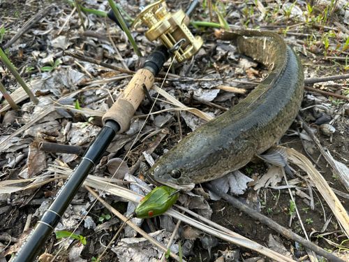 ライギョの釣果