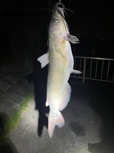 アメリカナマズの釣果