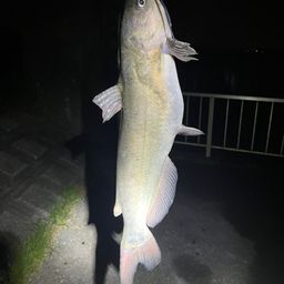 アメリカナマズ