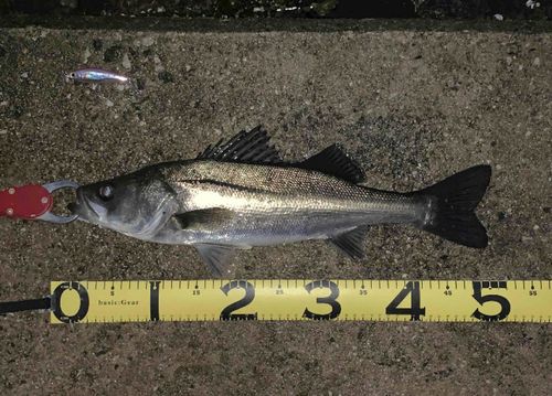 シーバスの釣果