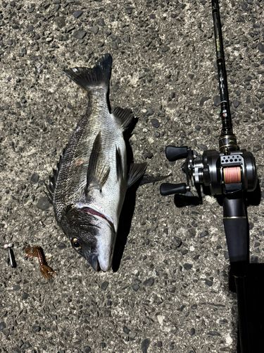 クロダイの釣果