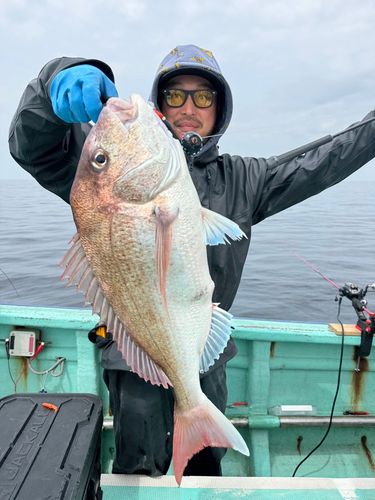 マダイの釣果