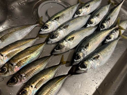 サバの釣果