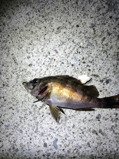 シロメバルの釣果