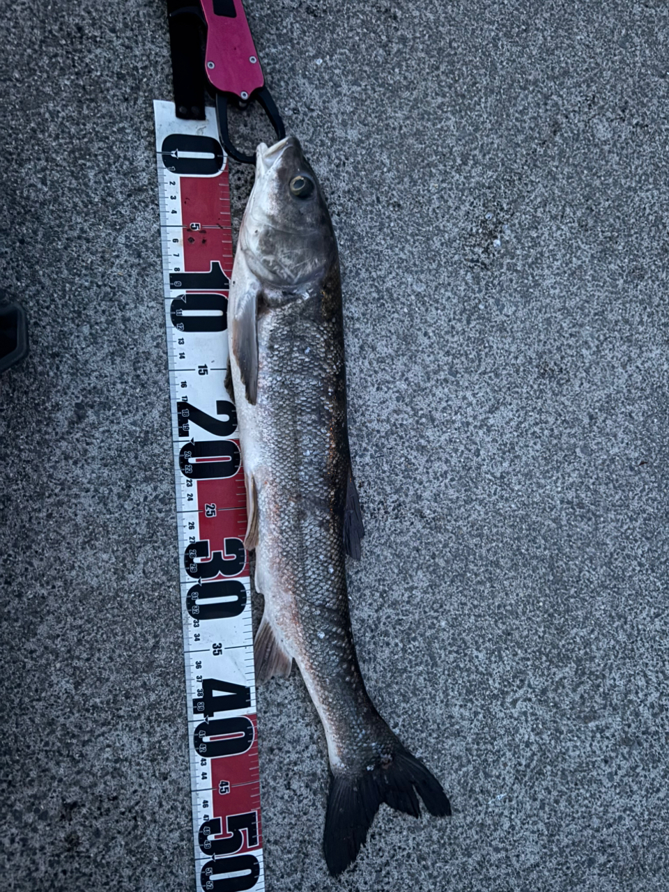 涸沼川の釣行 - アングラーズ | 釣果600万件の魚釣り情報サイト