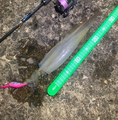 ヤリイカの釣果