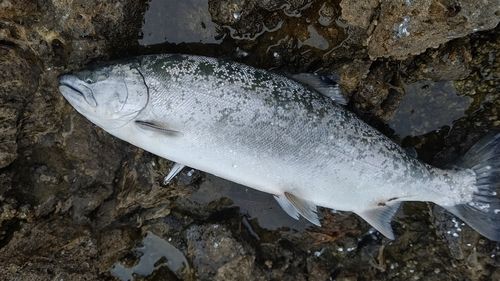 サクラマスの釣果