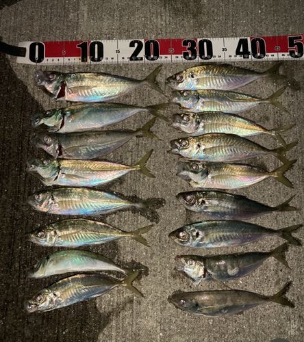 マアジの釣果