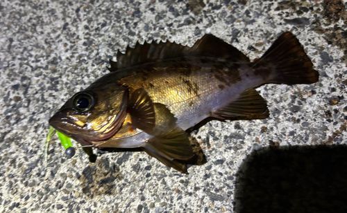 メバルの釣果