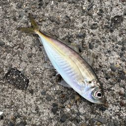 アジ