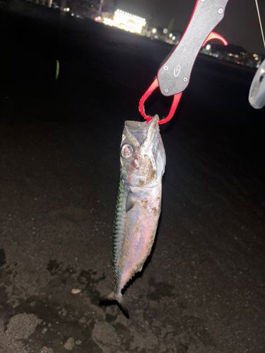 サバの釣果