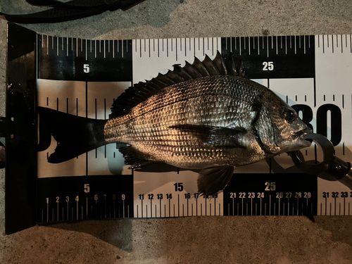 クロダイの釣果