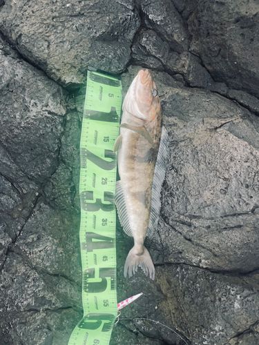 ホッケ