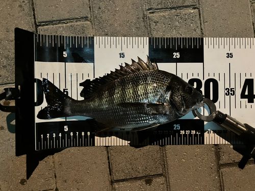 クロダイの釣果