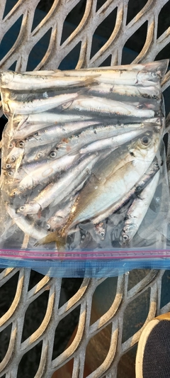 カタクチイワシの釣果