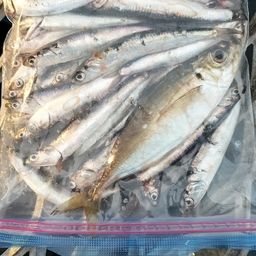 カタクチイワシ